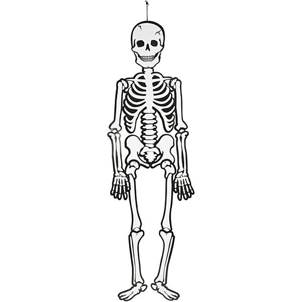 Skelet, 120 cm, 300 g, 1 stk